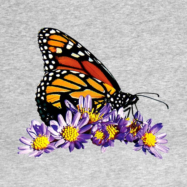 Monarch Butterfly on Purple Asters by SusanSavad